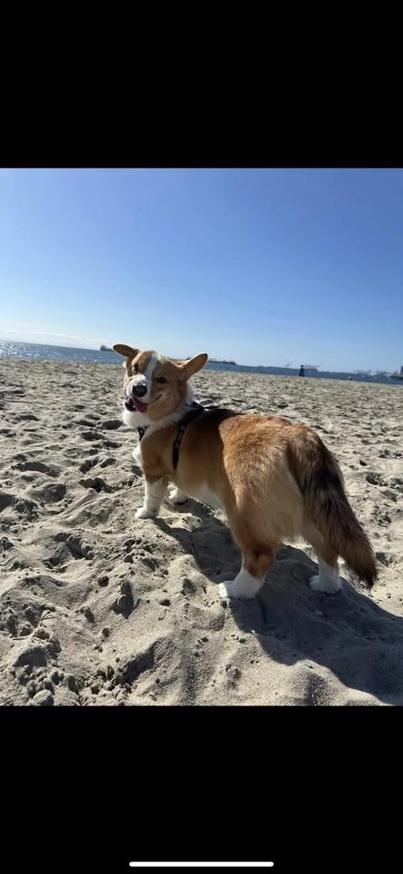 Corgi Beach Meet up!