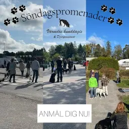 Söndagspromenader våren 2026