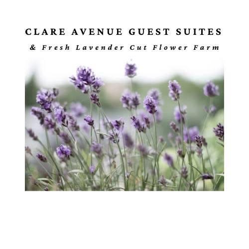 Clare Lavender Co Season Opening!