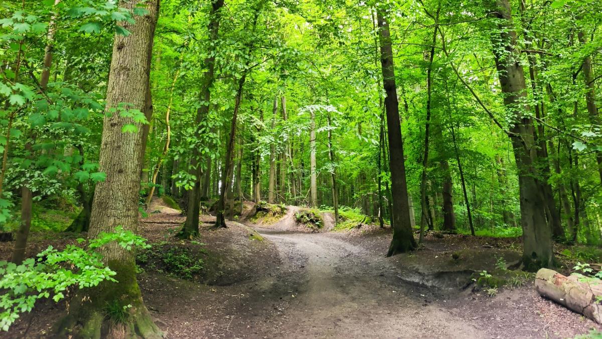 Forest Walk: reconnect to yourself