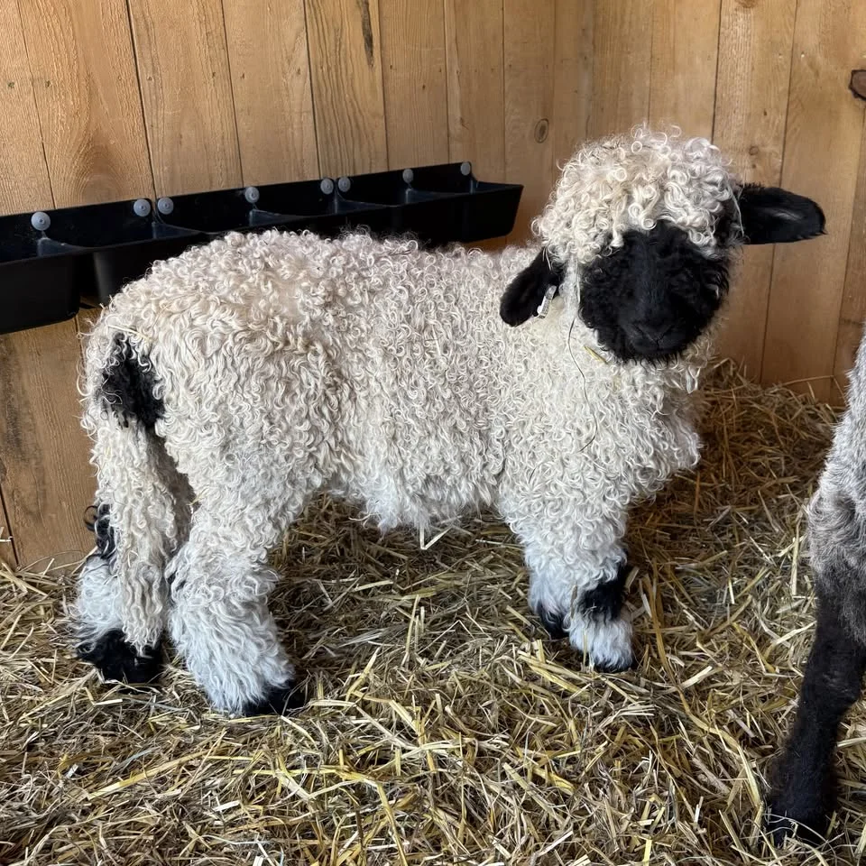 Easter Weekend at the Farm!