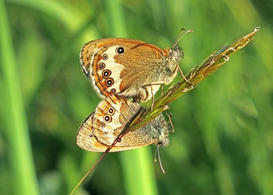 Utflykt till fjärilarnas paradis – Grinduga