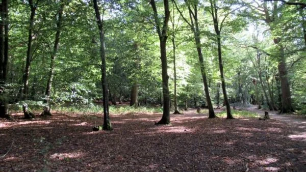 GREEN £5 WALK 🌱🌿: HIGHGATE WOODS and HAMPSTEAD 🌲🌳
