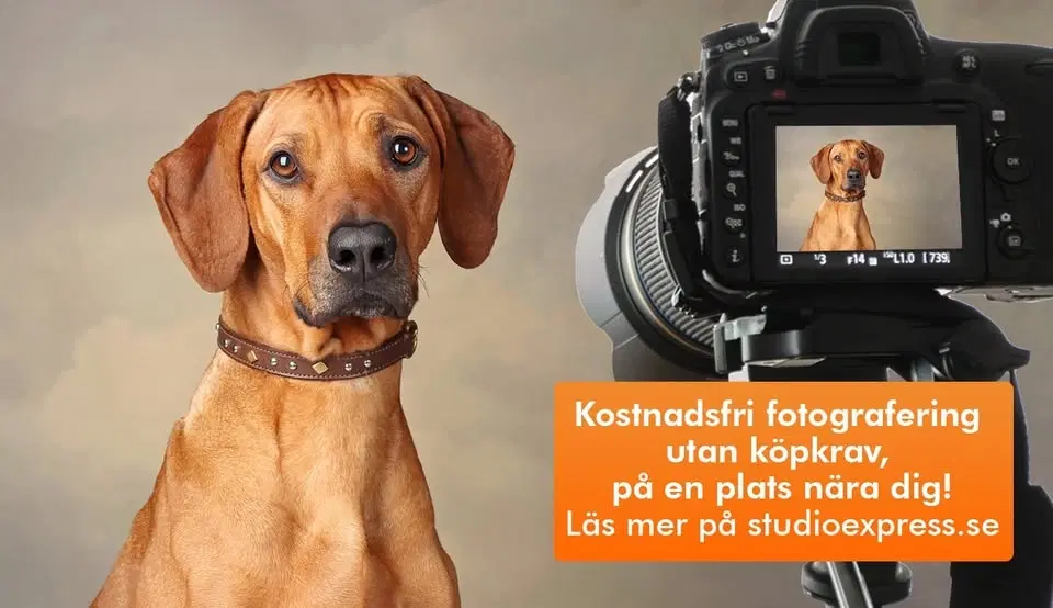 Arken Zoo Stockholm Södermalm - Kostnadsfri djur-, barn- och familjefotografering