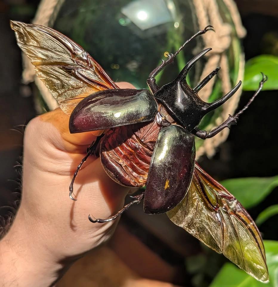 Insect Pinning Class: Chiron Rhinoceros Beetle