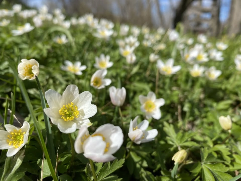 Äitienpäivä 🌺 Finsk morsdag
