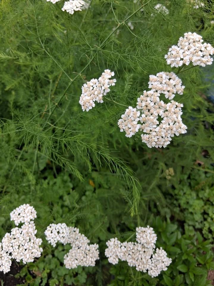 🌿 Yarrow Salve‑Making Workshop