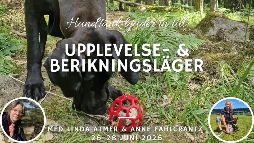 HundTänks Upplevelse- & berikningsläger