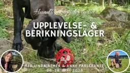HundTänks Upplevelse- & berikningsläger