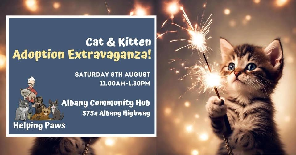 Rescued Cat & Kitten Adoption Extravaganza!