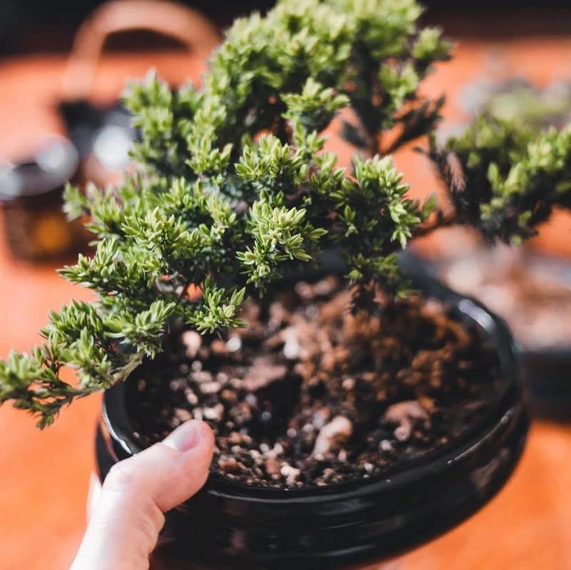 Bonsai Basics Class