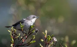 Fågelsångsvandringar i Hågadalen
