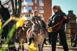 Palmesøndag 🌿 Børne- og familiegudstjeneste og æselridning på kirkepladsen