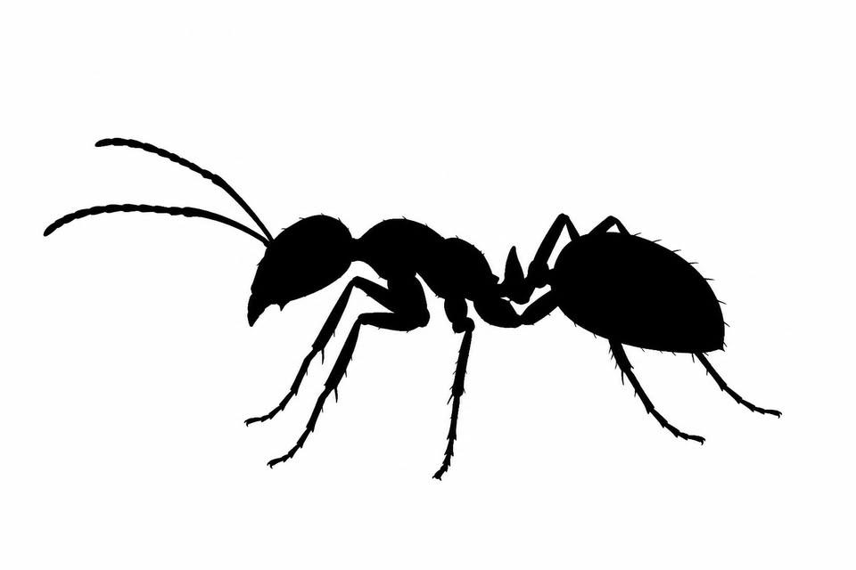 AntFest