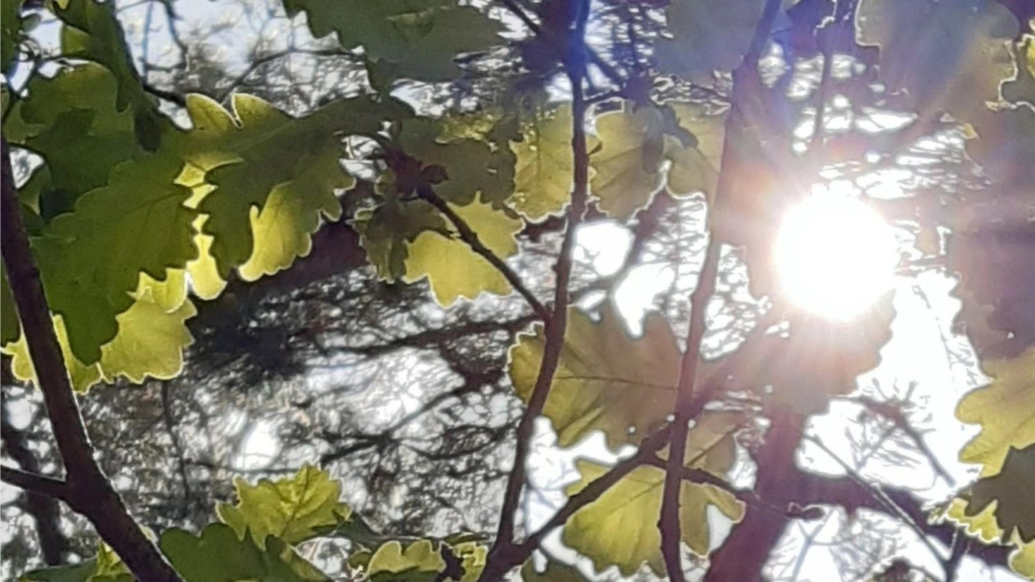 Samedi 4 juillet : Invitation à vous émerveiller (et vous rafraichir) en forêt