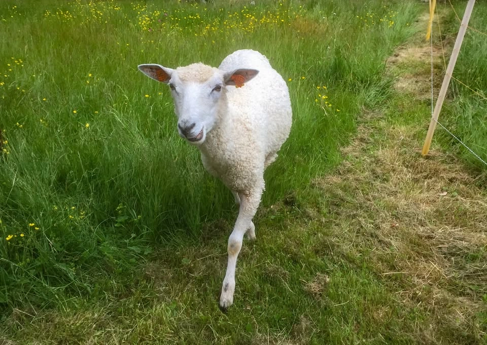 Följ med till Skansen! Föranmälan.