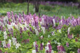 Vårblomning i Linnés trädgård