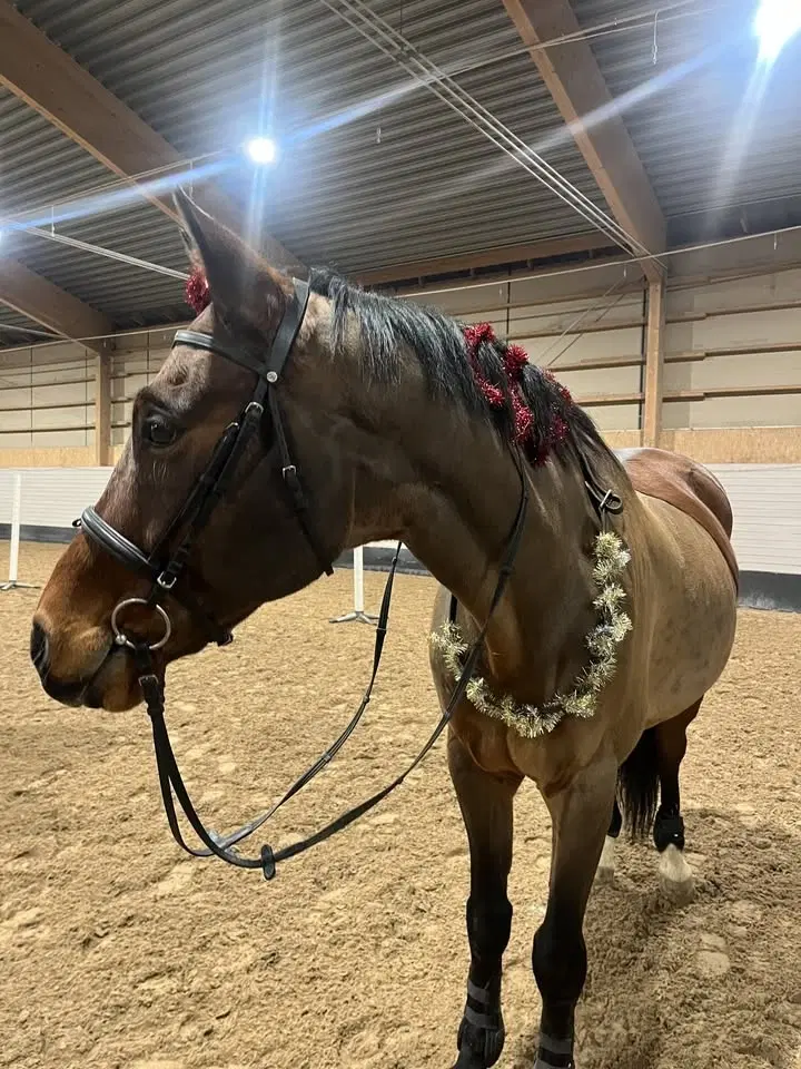 Hästloppis i Jällaskolans ridhus