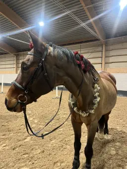 Hästloppis i Jällaskolans ridhus