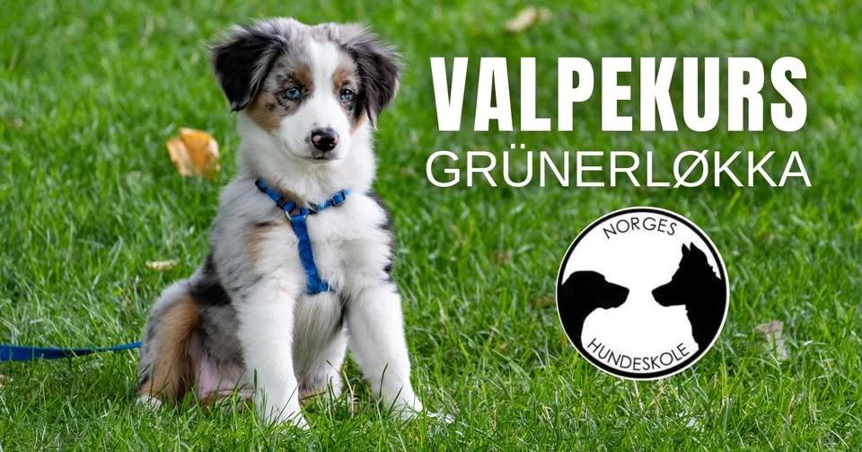 Valpekurs på Grünerløkka (Oslo)