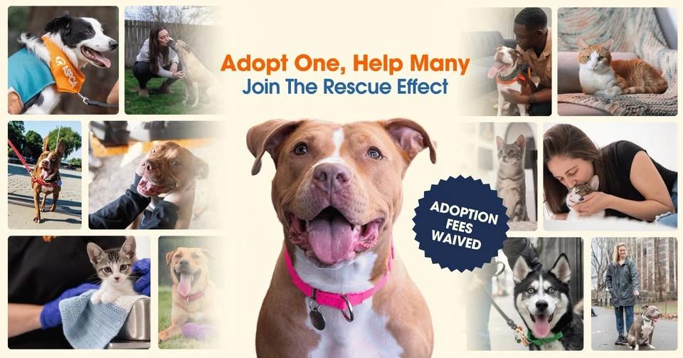 ASPCA's Rescue Effect