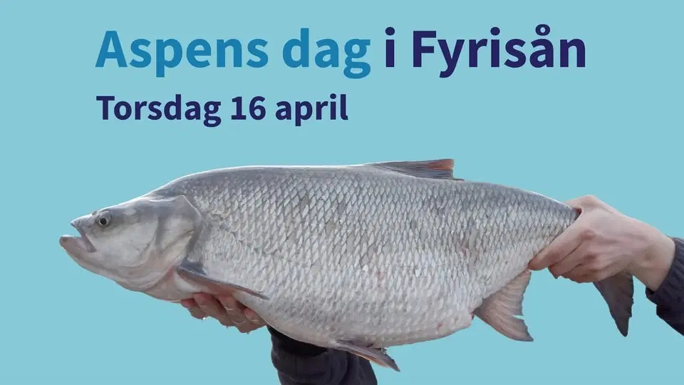 Aspens dag i Fyrisån 2026