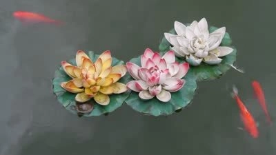 Meditation, Buddha Dharma and Qi-gong