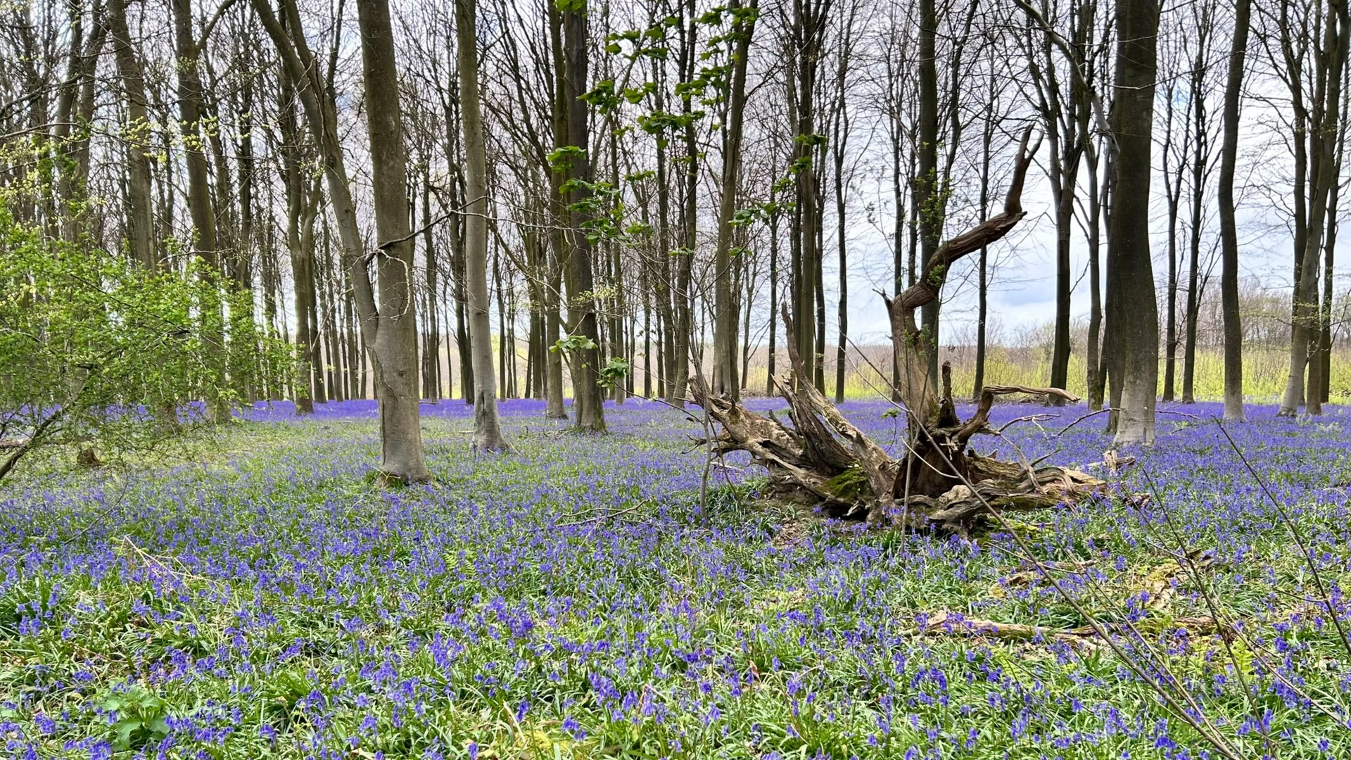 Bluebells, castles and Stour Valley views on a Kent spring walk