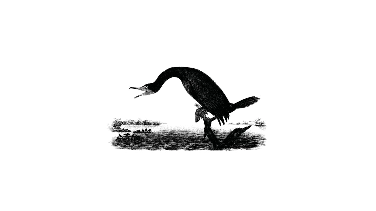 On Air: Can other species be a part of the political community?