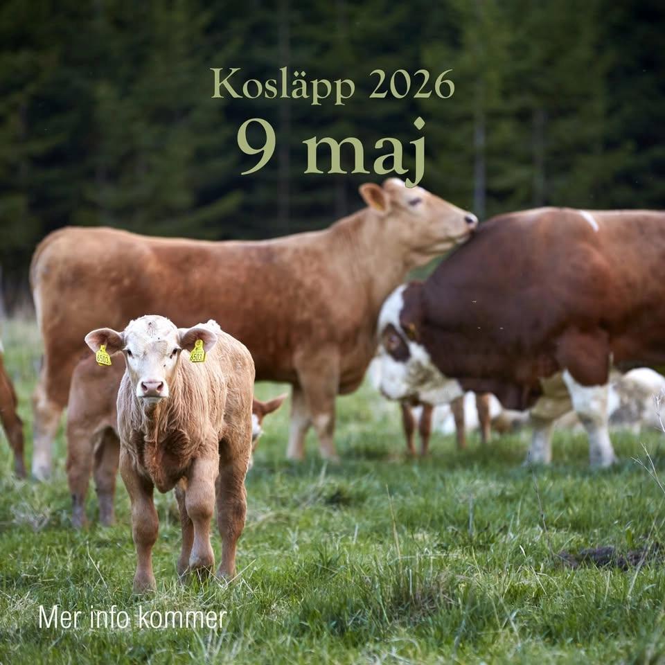 Kosläpp på Lindholms Gård 🐄