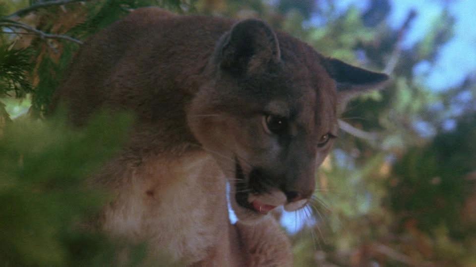 Day of the Animals - Mondo Mondays