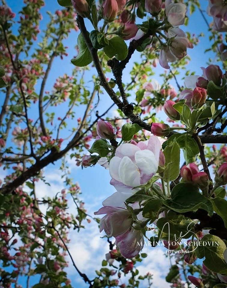 Anhörigdagen - En dag om anhörigstöd och livslångt engagemang!