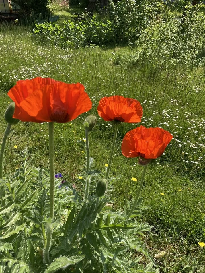 Midsommartango på Verde Mar