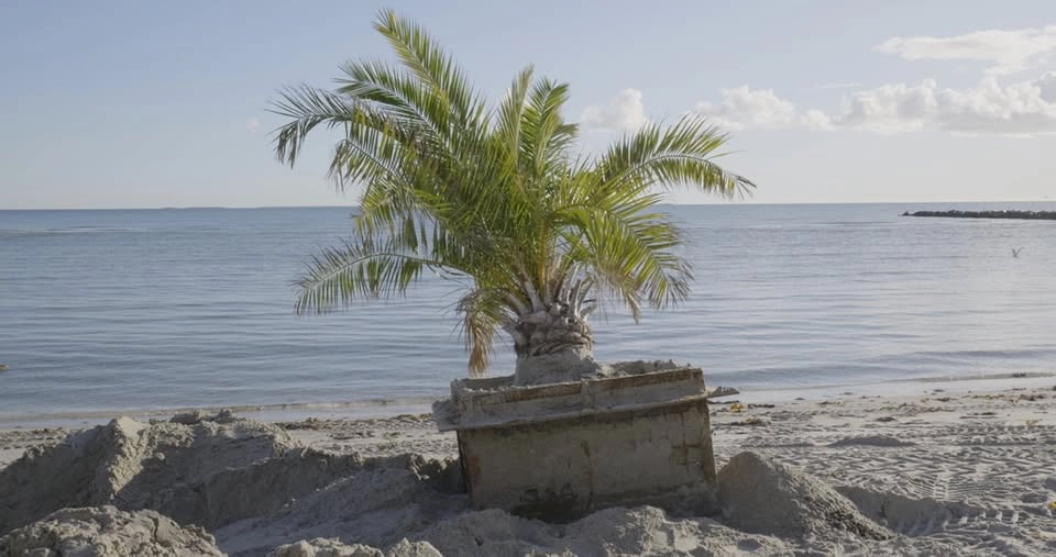 Palm Architecture: WIP short film & open conversation. In english.