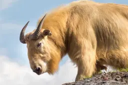 Nzoo Bojnice: Gift vouchers