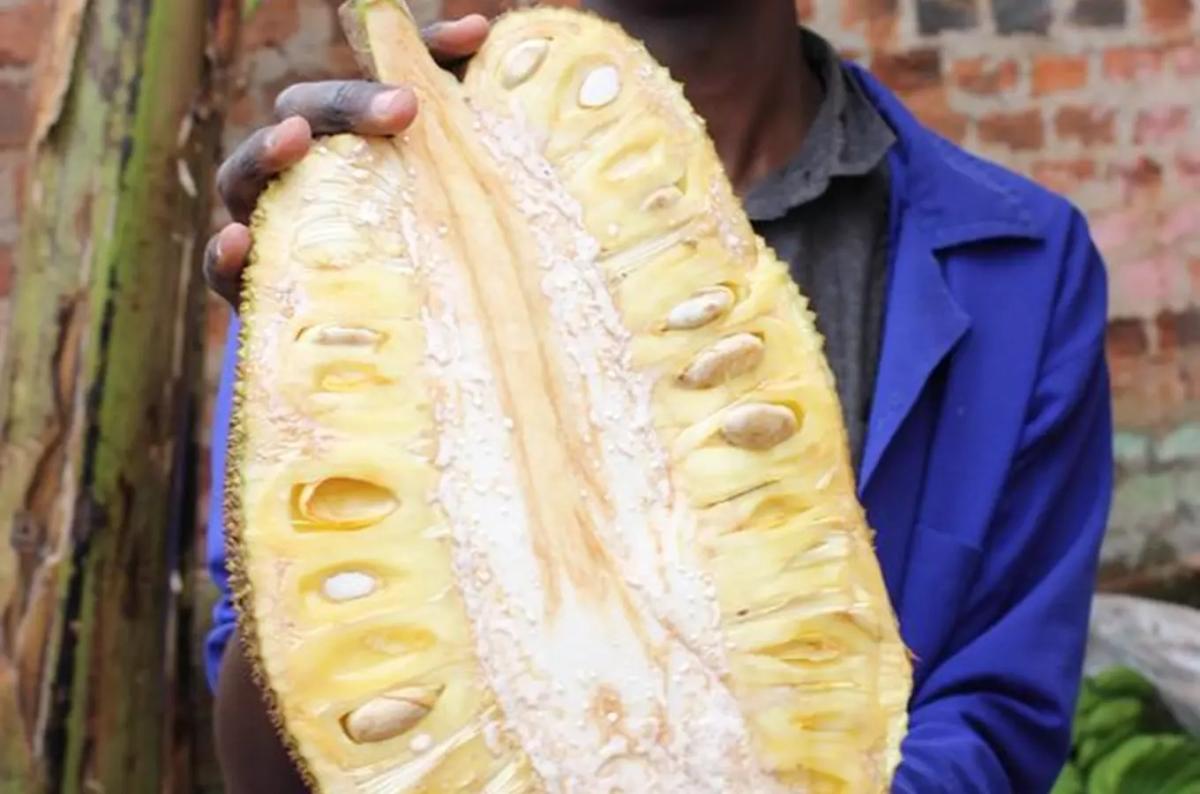 Africké trhy ve Znojmě