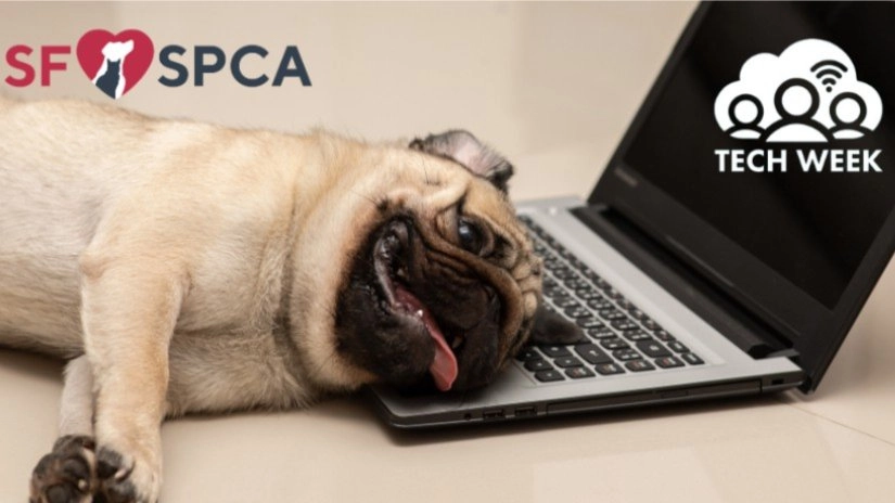 Animal Assisted Therapy at the Library: A partnership with the SF SPCA