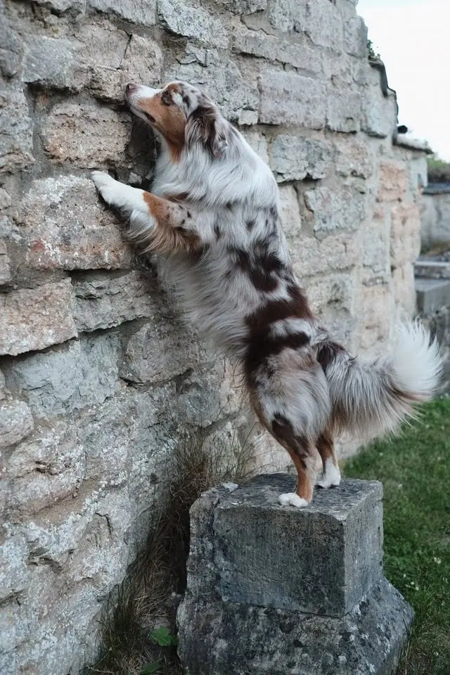 Nose Work Träningsträff i Stockholm (ej instruktörsledd)