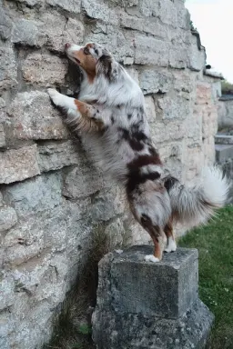 Nose Work Träningsträff i Stockholm (ej instruktörsledd)