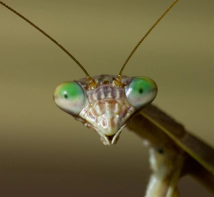 Summer Science Week: Spineless Wonders