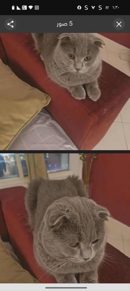 للتبني