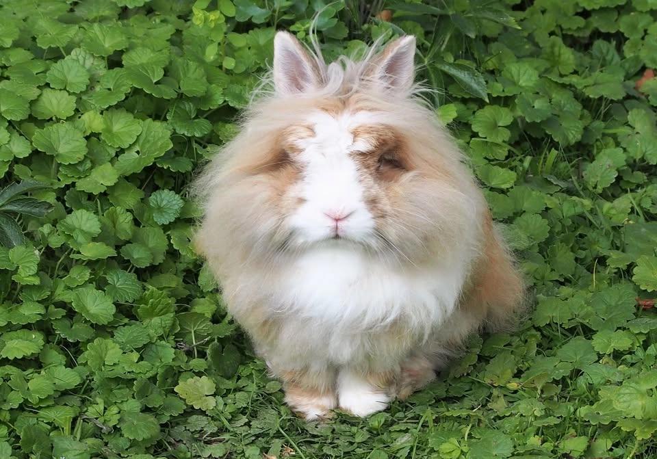 NYC Bunnies summer meet-up