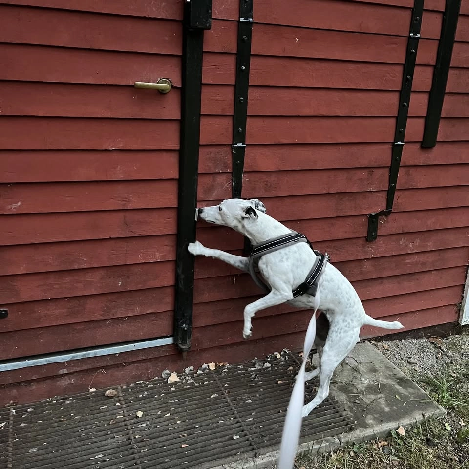 Nose Work tematräning utomhussök - tema nära gömmor📍📍