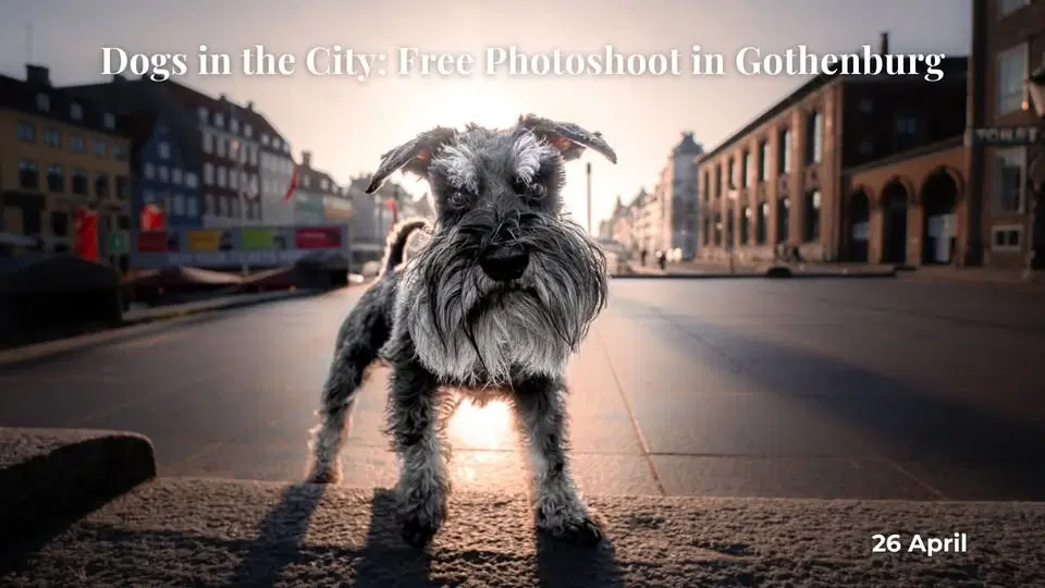 Dogs in the city photoshoot - Gothenburg eddition