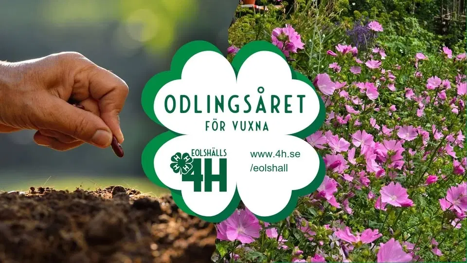 Odlingsåret - ekologisk odling för vuxna på Eolshälls 4H i Hägersten