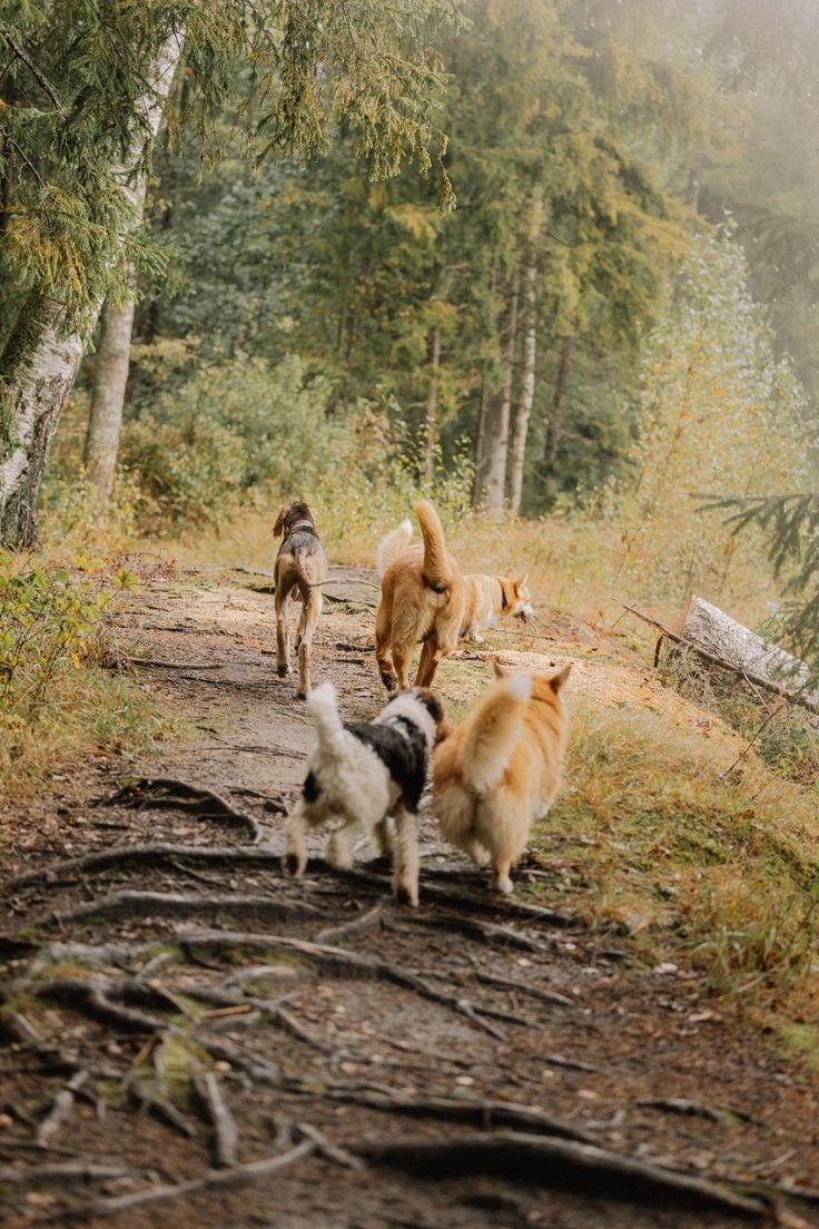 Balade toutes races au Bois des Bruyères