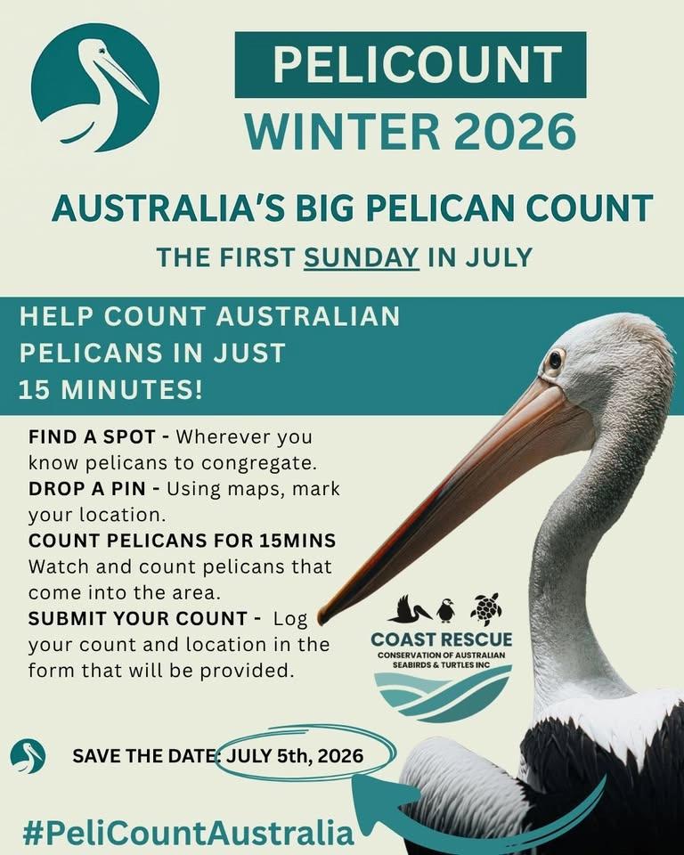 PeliCount Winter 2026
