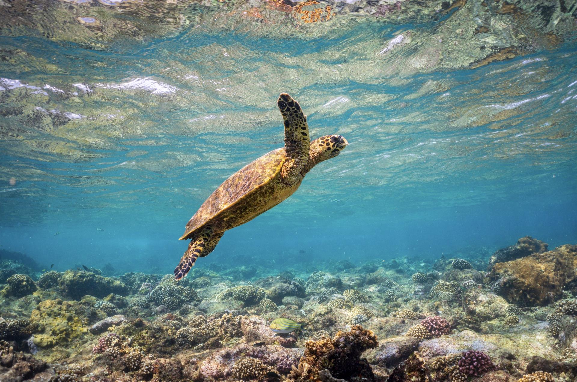 Creativity as a Climate Catalyst: Interactive Storytelling Salon & Leadership Panel