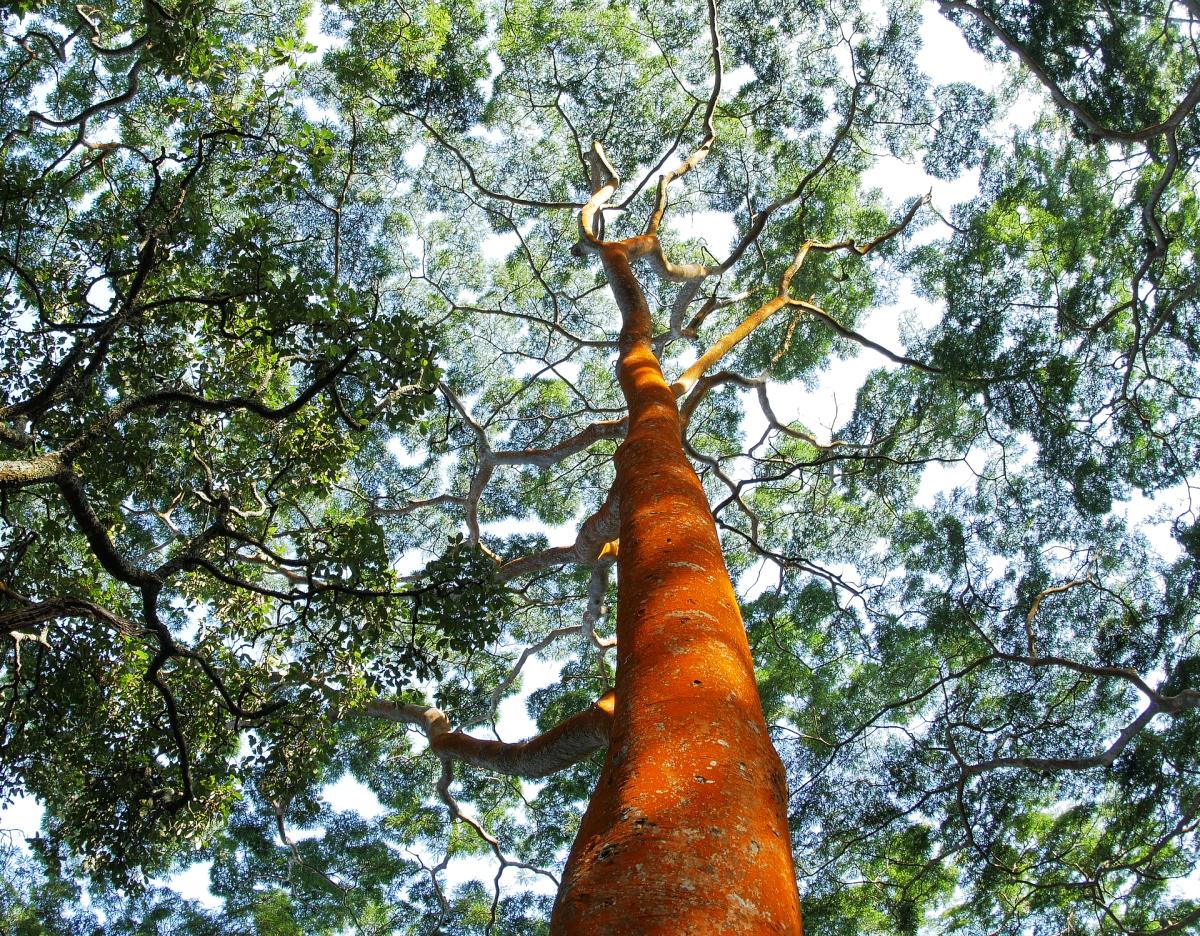Canopies & Communities With the Jane Goodall Institute & Casey Trees