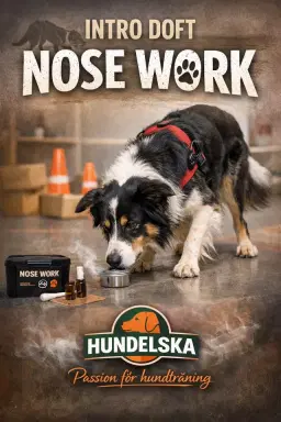 Bästa nosen- Nose Work steg II - intro doft